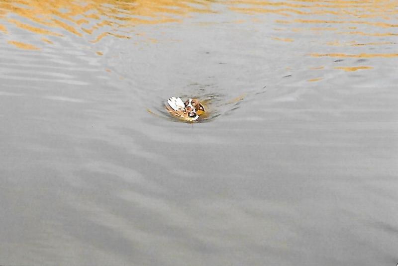 Bayli Retrieving