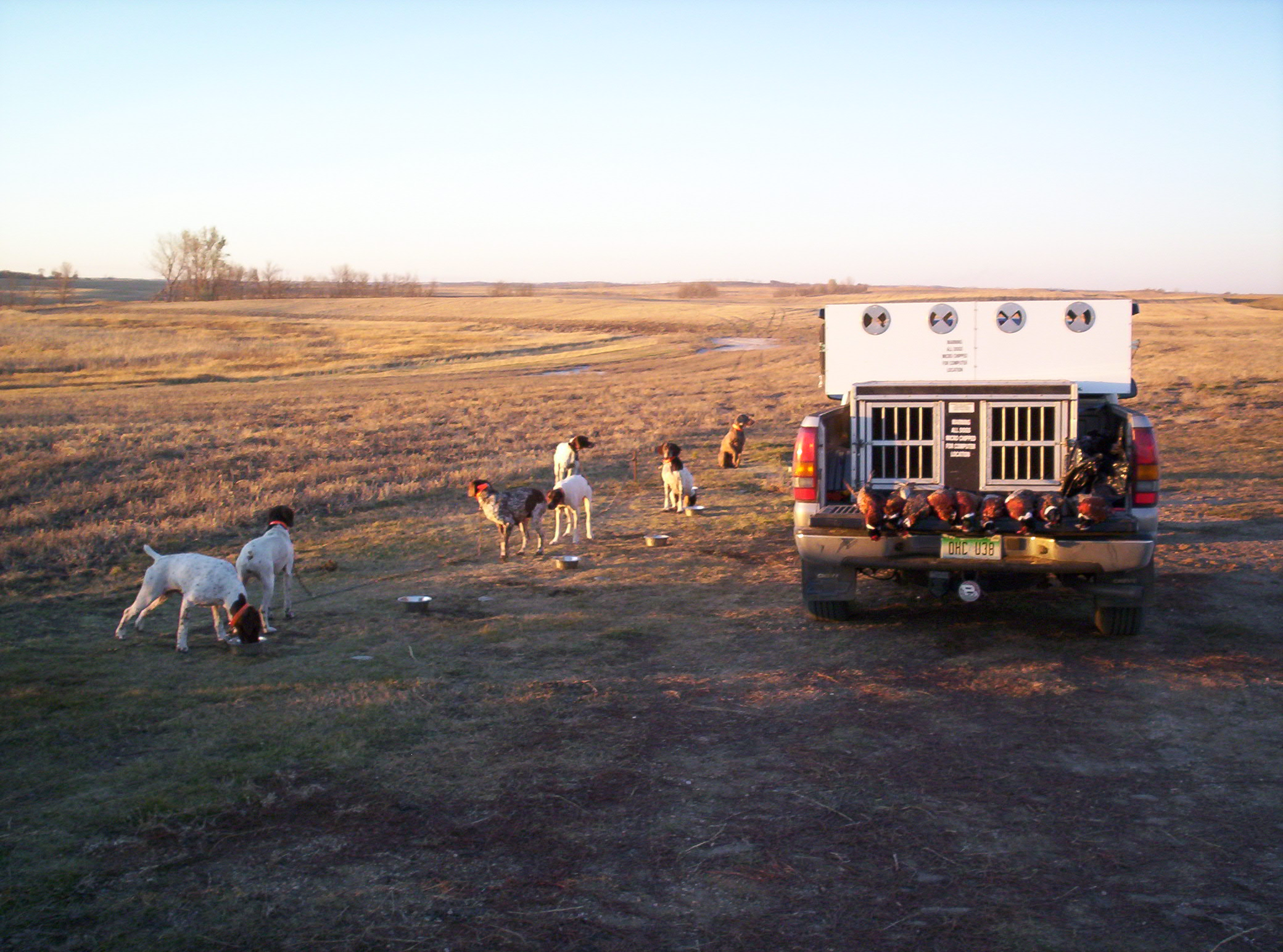 Dogs & Ringnecks